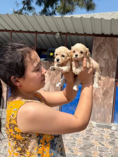 Maltipoo Yavru Köpekler