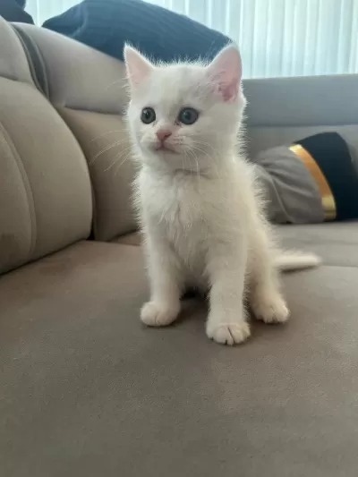 Erkek British Shorthair Yavrumuz Yeni Yuvasını Arıyor