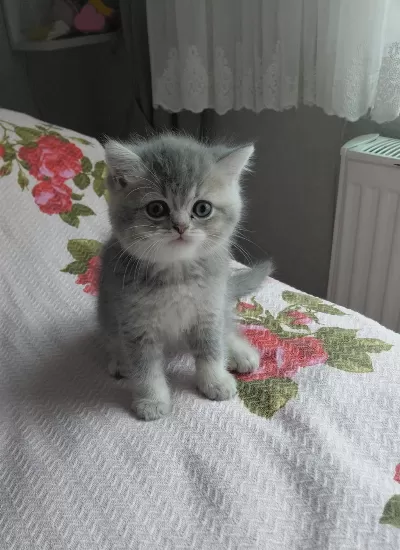 Nisan Doğumlu Yavru Kedimiz