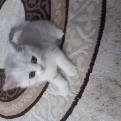 British Shorthair Yavrular Oyuncu
