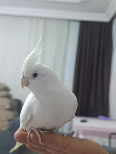 Albino Sultan Papağanı