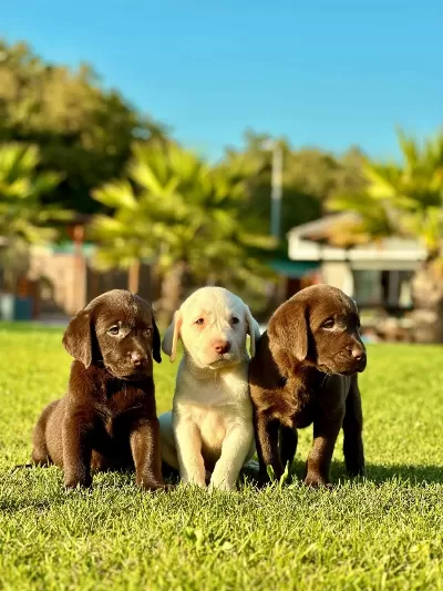 Labrador Retriever Yavruları Muhteşem Formda