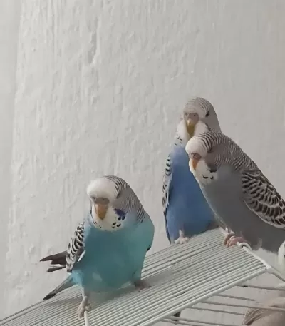 1 Aylık Yeme Düşmüş 3 Adet Yavru Muhabbet Kuşu