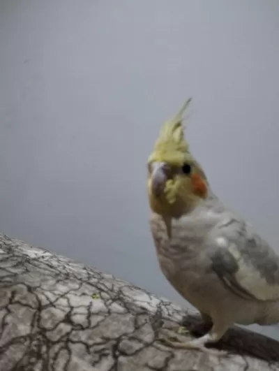 Sultan Papağanı 6 Aylık Erkek
