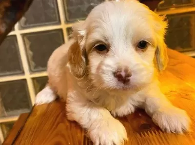 Ev Doğumu Maltipoo Yavrularımız