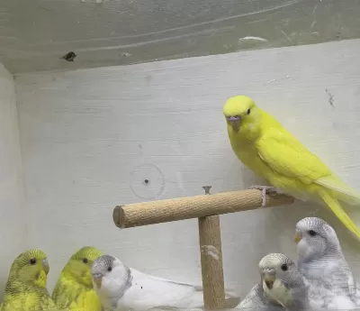 Bebek Çek Muhabbet Kuşlar