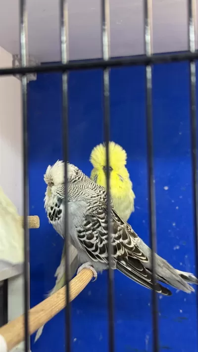 Yumurta Yavru Garantili Show Jumbo Takim Muhabbet Kuşu