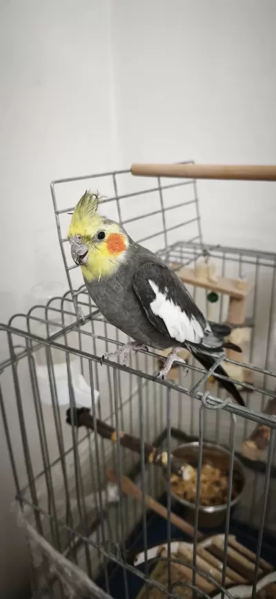 Sağlıklı Eşe Atmalık Sultan Papağanı