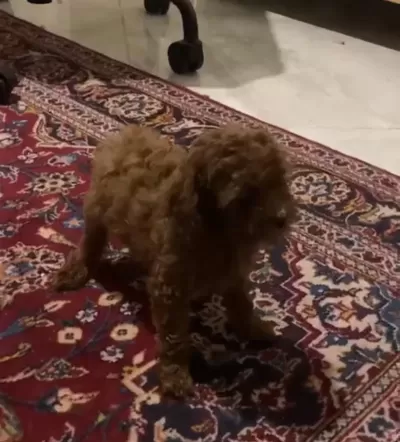Tiny Dişi Poodle Yavru