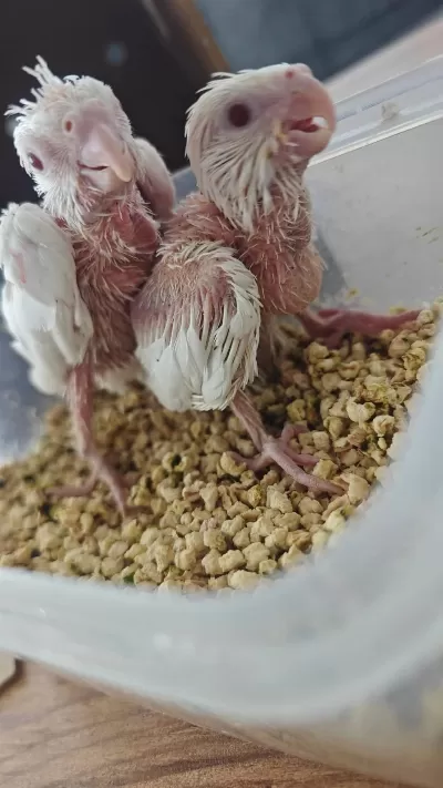 Albino El Besleme Sultan Papağanı