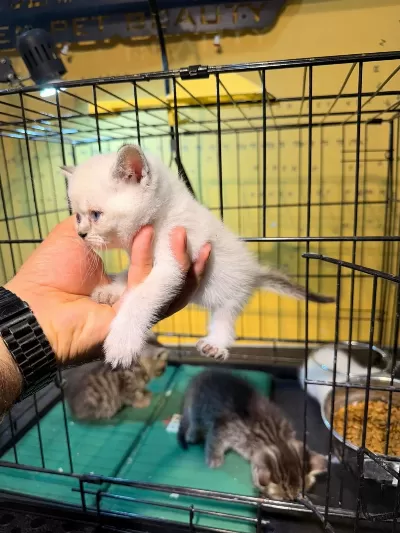 Uygun British Shorthair Yavrular