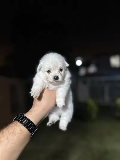 Pomeranian Yavrularımız