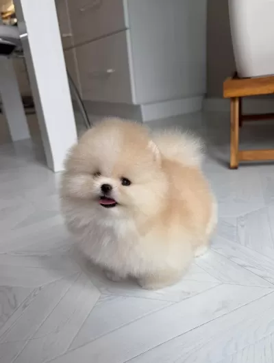 Orange Pomeranian Yavrular