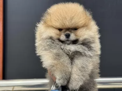 Petmode Köpek Çiftliğinden Tea Cup Teddy Pomeranian