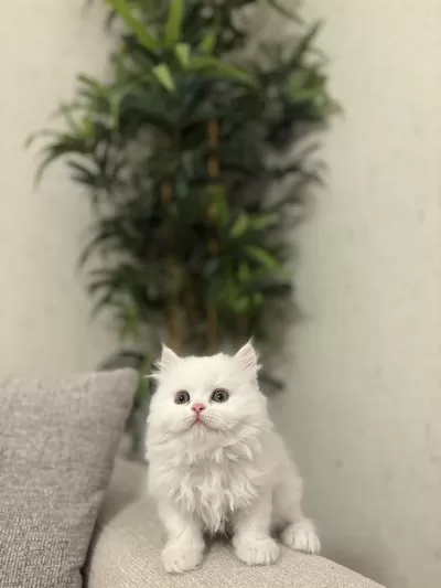 British Longhair Yavrular