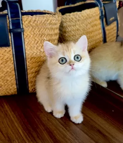 Safkan British Shorthair Golden Dişi Yavru
