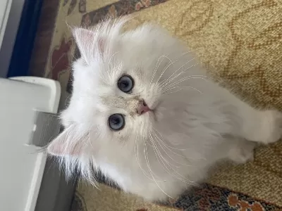 Dünya Tatlisi 2.5 Aylik Yavru British Longhair