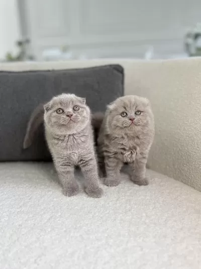 Show Class Scottish Fold Prensesler