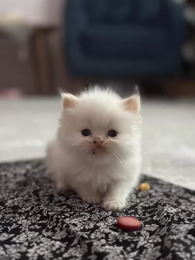 Mavi Göz İran Kedisi