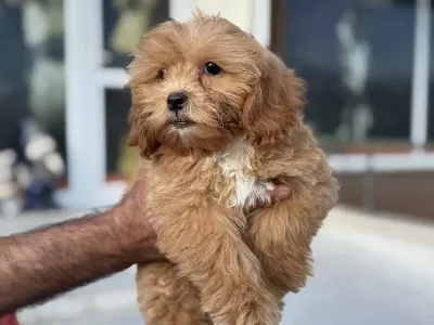 Petmode Köpek Çiftliğinden Ziyarete Açık Maltipoo