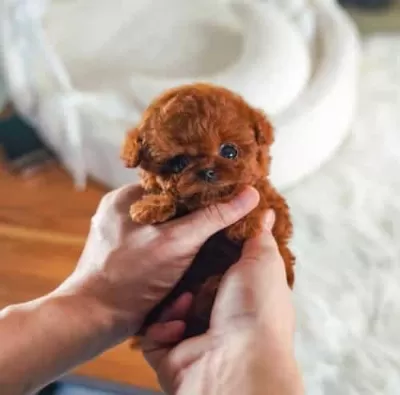Orjinal Kore Kan Poodle