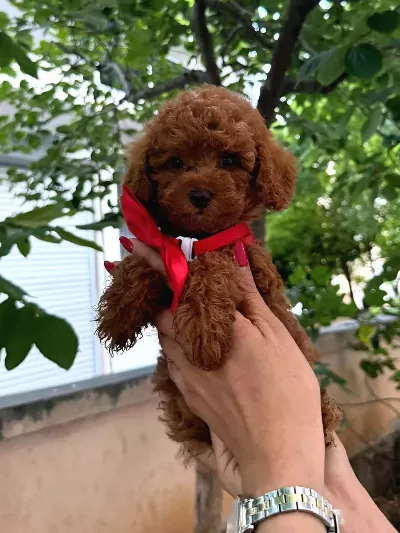 Toy Poodle Redbrown Erkek Yavrumuz