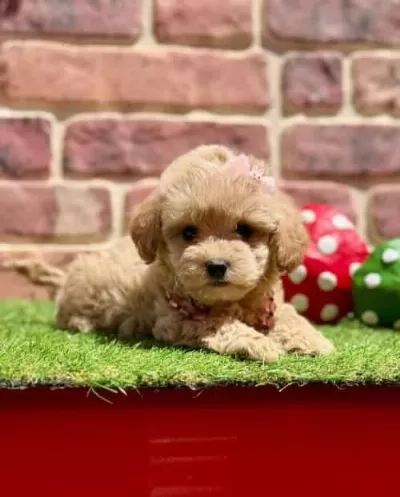 Alerji Dostu Tüy Sorunsuz Küçük Irk Maltipoo