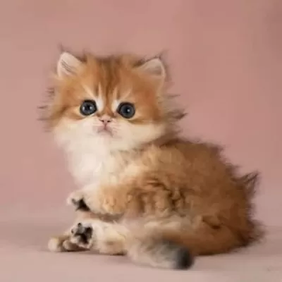 Kalite Golden British Longhair