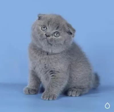 Kulaksız Gri Scottish Fold Shorthair