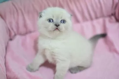 Pamuk Tüylü Blue Point Scottish Fold Shorthair