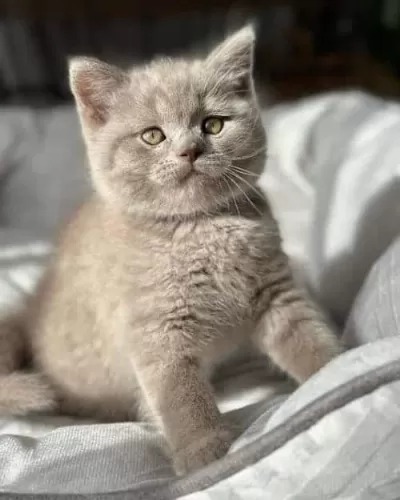 Aşırı Sevimli Lilac British Shorthair