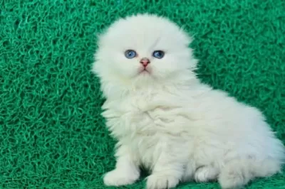 Inci Tanemiz Ns1133 Silver Scottish Fold Longhair