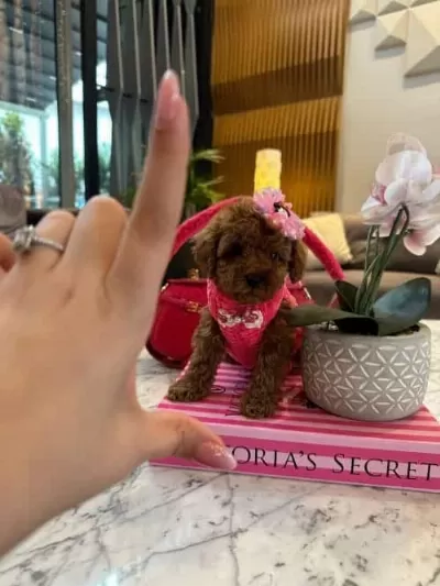 Güzeller Güzeli Micro Toy Poodle Yavrusu Sizi Bekliyor
