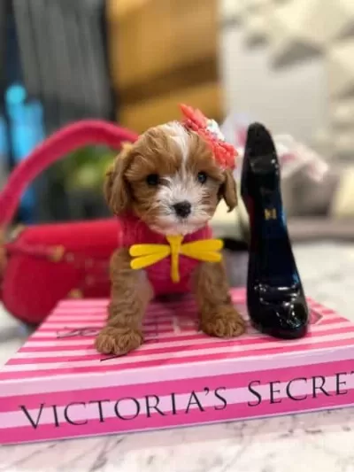 Sevimliliğin Zirvesi Secereli Micro Boy Maltipoo Yavrusu