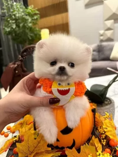 Kraliyet Güzelliği Secereli Micro Boy Pomeranian Boo