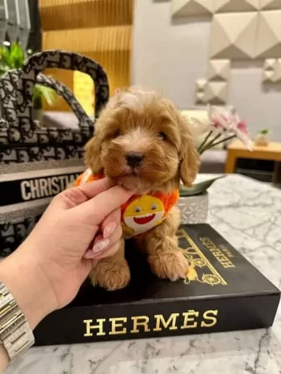 Pamuk Şeker Güzelliğinde Secereli Micro Boy Maltipoo