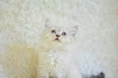 İngiliz Vaşak Lynx British Longhair