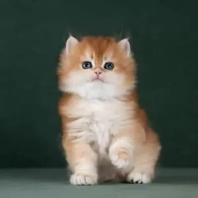 Muhteşem Kalitede Golden British Longhair