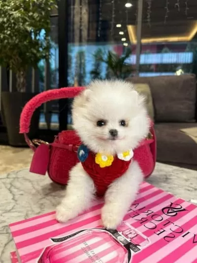 Kar Tanesi Güzelliğinde Secereli Beyaz Micro Pomeranian