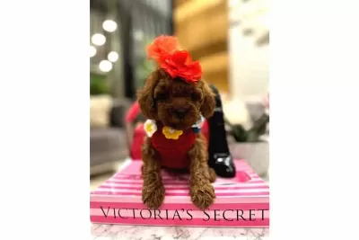 Secimli Toy Poodle Yavrular