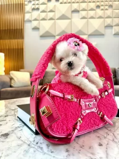 Sevimli Maltese Terrier Yeni Yuvalarına Gitmeye Hazırlar