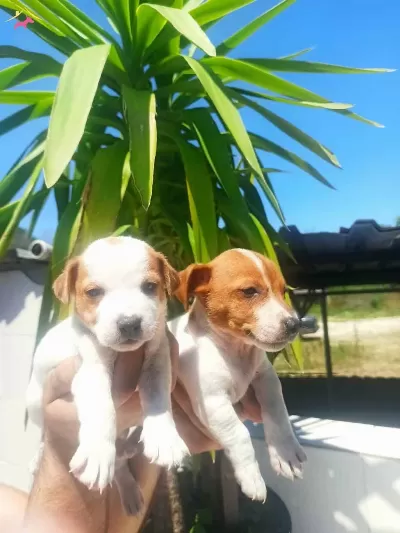 Kısa Bacaklı Jack Russell Yavruları