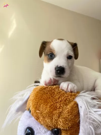Orjinal 9 Aylık Jack Russell