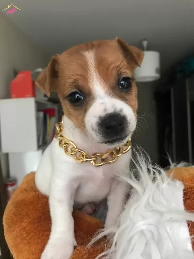 Oyuncu Jack Russell Terrier