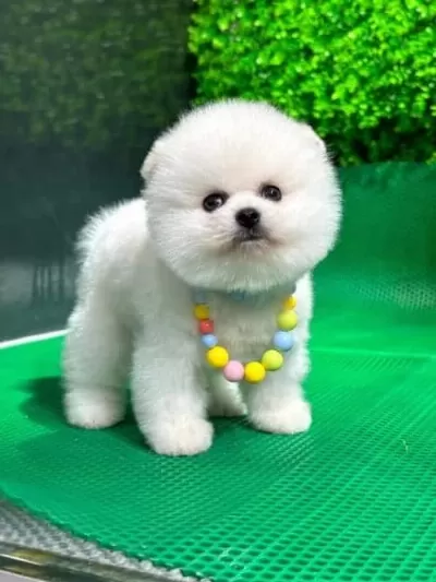 Kar Beyazı Teddy Face Boo