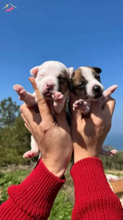Aşılı Jack Russell Terrier cinsi köpeğimiz