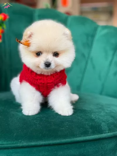 A Kalite Pomeranian Boo Erkek Köpeğimiz