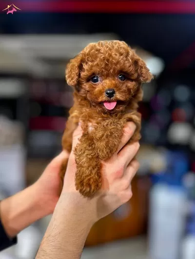 En Sevimli Toy Poodle Yavruları