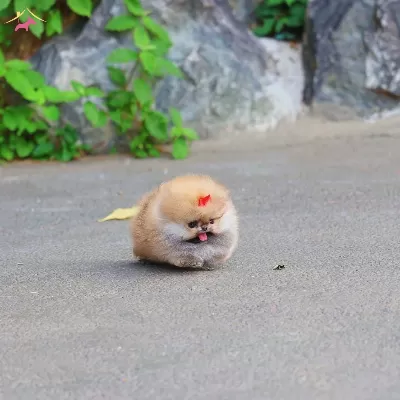 Pomerian Boo Teddy Bear Yavrular