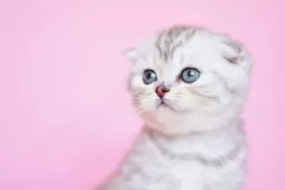Asil Soydan Ns24 Scottish Fold Shorthair